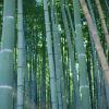 Bamboo grove