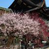 Multi-colored plum blossoms at Kitano Tenman-gu