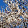 White plum blossoms