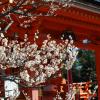Blossoms and shrine