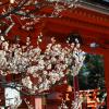 Blossoms and shrine