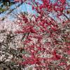 Plum blossoms, Kitano Tenman-gu