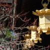 Lanterns and plum blossoms