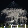 Famous Kyoto cherry tree at night