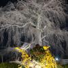 Flower arrangement and cherry tree