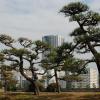 Bonsai trees in Hama-rikyu Gardens