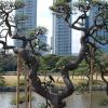 Supported bonsai tree in Hama-rikyu