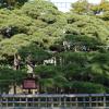 The 300-year-old pine, Hama-rikyu