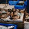 Shellfish at the Tsukiji Fish Market, Tokyo