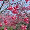 Plum blossoms, Imperial Gardens