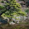 Bonsai tree and pond