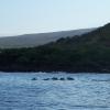 A pod of spinner dolphins