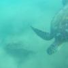 Sea turtle looking for lunch