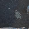 Chukar at Haleakala