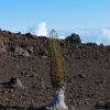 A Silversword begins to bloom