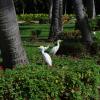 Cattle egrets at our hotel