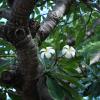 Plumeria flowers