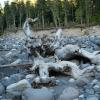 Cool tree stump in a river bed