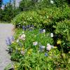 Rainier wildflowers 1