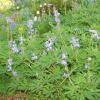 Rainier wildflowers 2