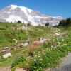 Flowers, stream, and mountain