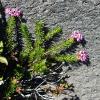 Flower against the rock