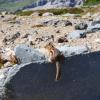 Mt. Rainier chipmunk