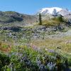 Rainier wildflowers 3