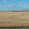 South Dakota cattle