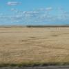 South Dakota cattle