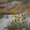 Yellow wildflowers