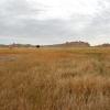 Amber waves at the Badlands