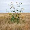 Lonely flower bush