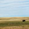 Bison grazing