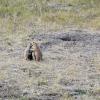 Two prairie dogs kissing