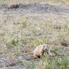 The prairie dog spots us