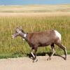 Big horn sheep beside the car