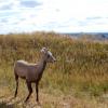 Baby big horn sheep