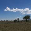 Serengeti panorama