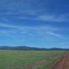 Serengeti grassland