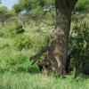 Leopard escape