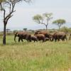 A family (females and their young) of elephants on the move