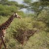 A smaller giraffe on the move