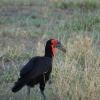 Southern Ground Hornbill