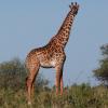 Giraffe in the morning in Tarangire