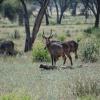 Common waterbuck