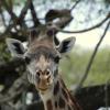 Giraffe close-up