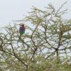 Lilac-breasted roller