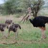 Male ostrich and young