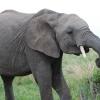 Another Tarangire elephant